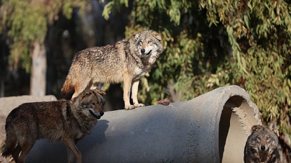 تركيا.. ذئاب تجتاح حظيرة خراف وترتكب مجزرة (صورة)