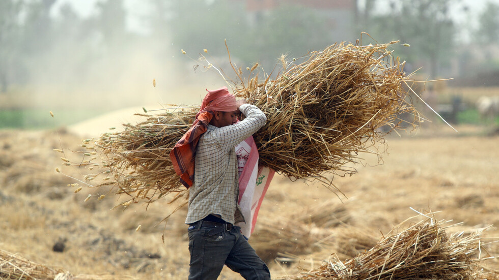 مصر.. محاكمة 20 شخصا استخدموا محصول القمح في تصنيع الفريك