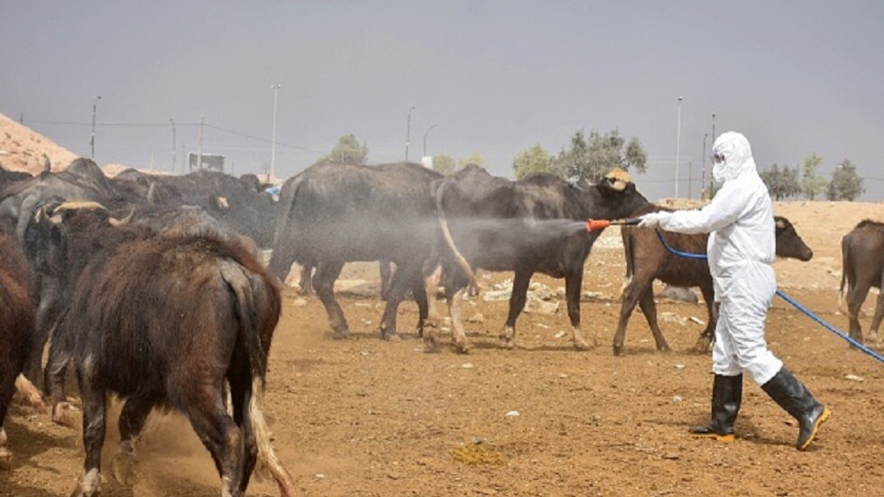 ارتفاع حصيلة وفيات الحمى النزفية في العراق