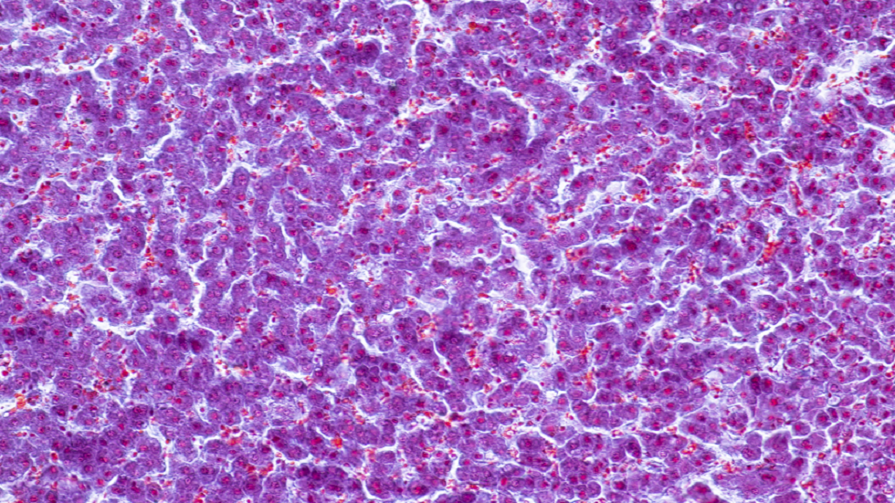 العلماء يقتربون من رسم خرائط لكل نوع خلية مفردة في جسم الإنسان!