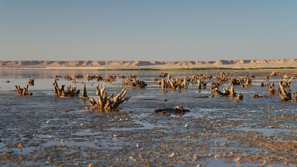 الجفاف يهدد أرز العنبر في العراق (صور)