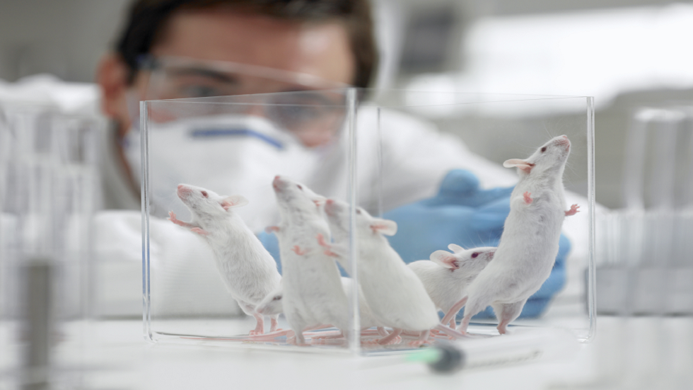 تحديد هرمون لدى الفئران يمكن أن يساعد في زيادة العمر الافتراضي!