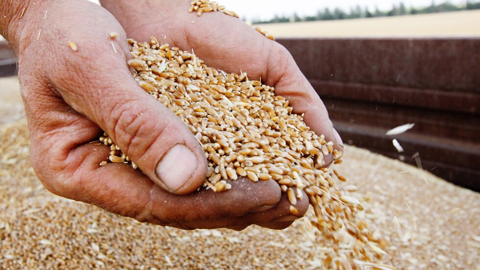 أوكرانيا تصدر قمحها تحت ضغط أوروبي رغم خطر نقص الحبوب في الداخل