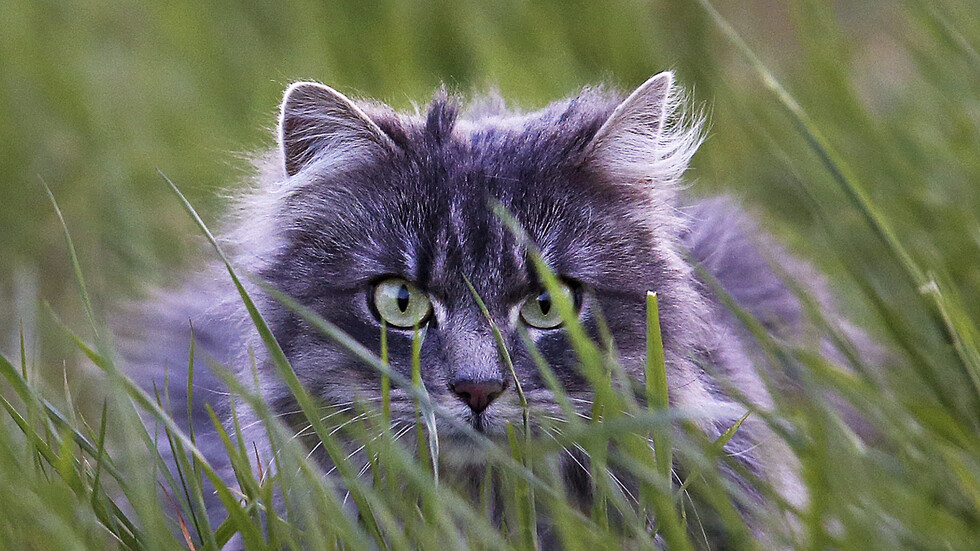 بهدف حماية طائر نادر في غرب ألمانيا.. القطط باتت سجينة المنازل