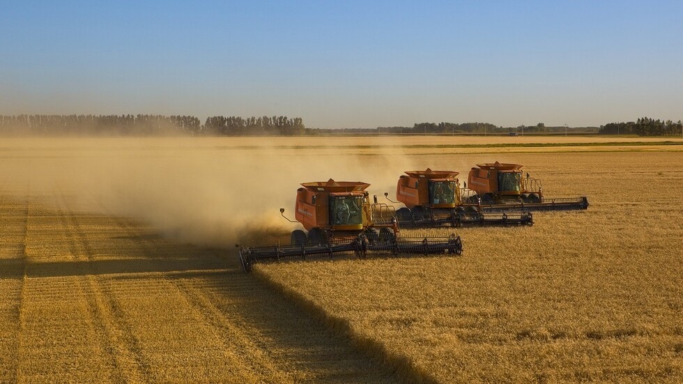 الهند تدرس السماح بتصدير القمح للسعودية والإمارات رغم حظرها تصدير هذه السلعة