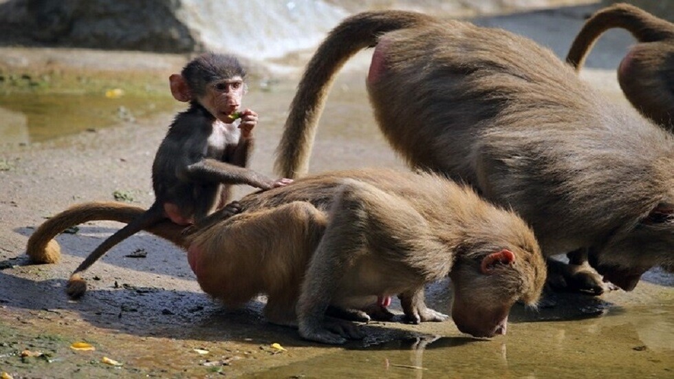 "تنمية الحياة الفطرية" السعودية تكشف عن إجراءاتها وعلاقة قردة البابون بـ"الجدري"