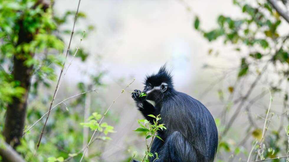 سوريا تؤكد خلوها من جدري القردة