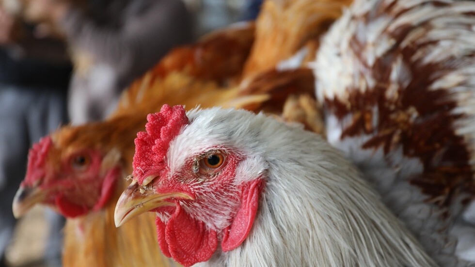 ماليزيا توقف صادرات الدجاج