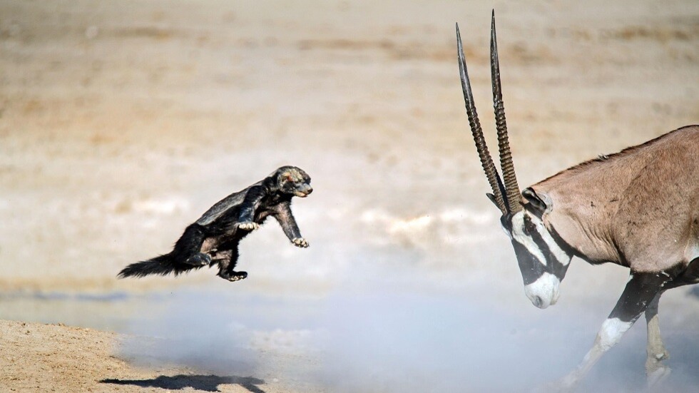 بالفيديو.. رصد حيوان غرير العسل الشجاع في جازان بالسعودية