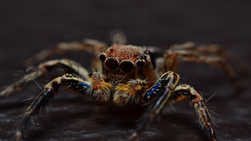 اكتشاف مفاجئ حول سم الأفعى والعنكبوت!