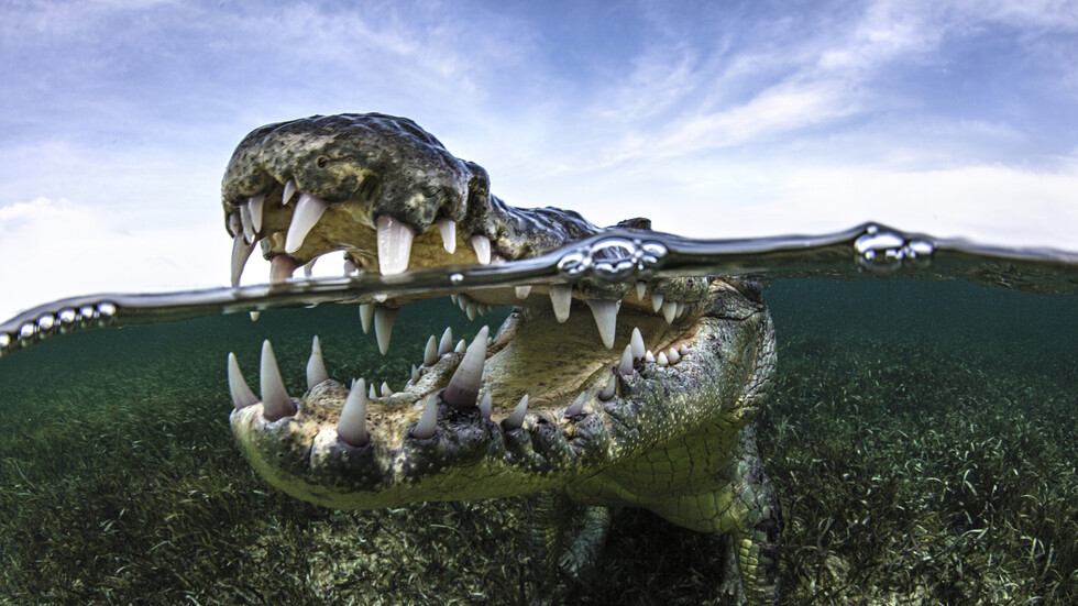 اكتشاف تمساح عمره أكثر من 6 ملايين عام يلقي ضوءا جديدا على أصول هذا الكائن