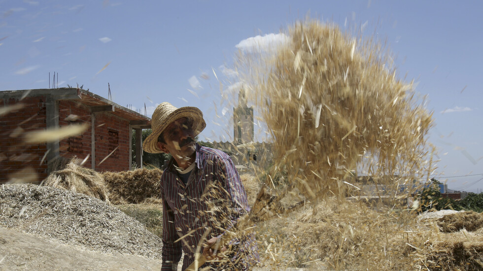 المغرب: إنتاج الحبوب انخفض بنسبة 69% عام 2022