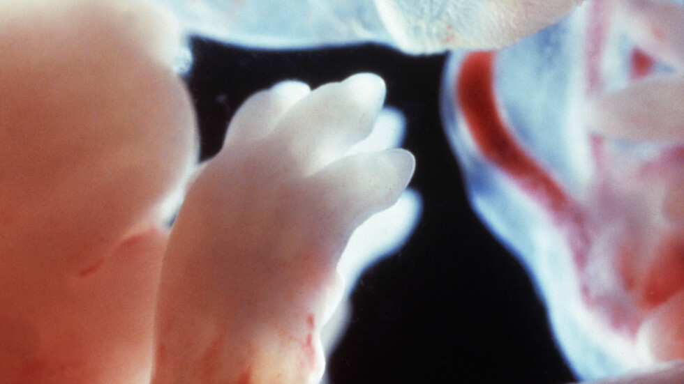 العلماء يكتشفون الجين الذي يلعب دورا حاسما في نمو الجنين