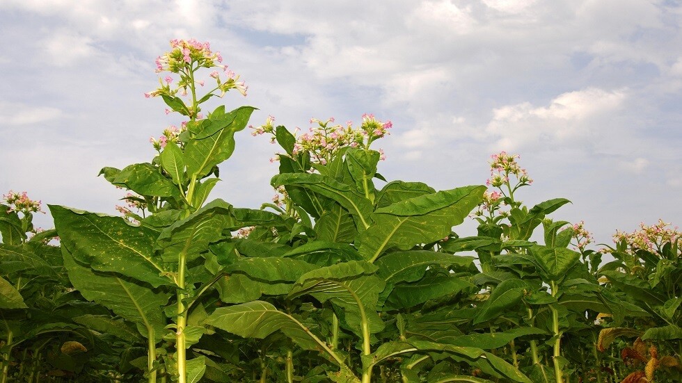 كبح أنواع الأوكسجين النشطة يخفض من احتمال إخصاب النباتات
