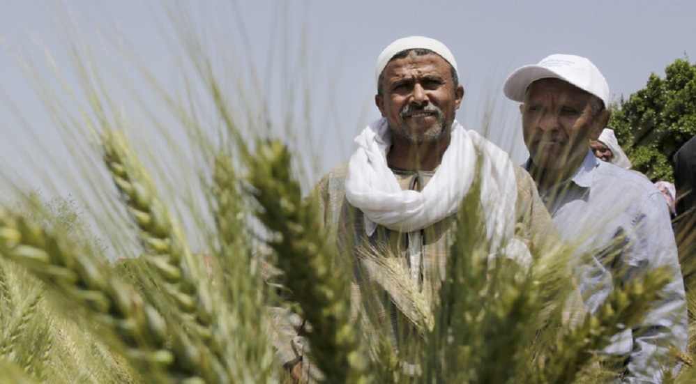 وزير الزراعة المصري: توريد 1.250 مليون طن قمح من الفلاحين حتى الآن
