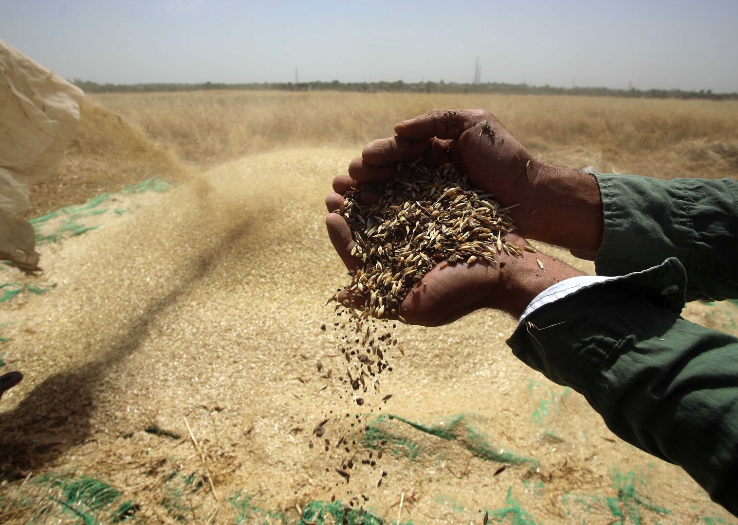 جورجيا محذرة: القمح نفد في البلاد