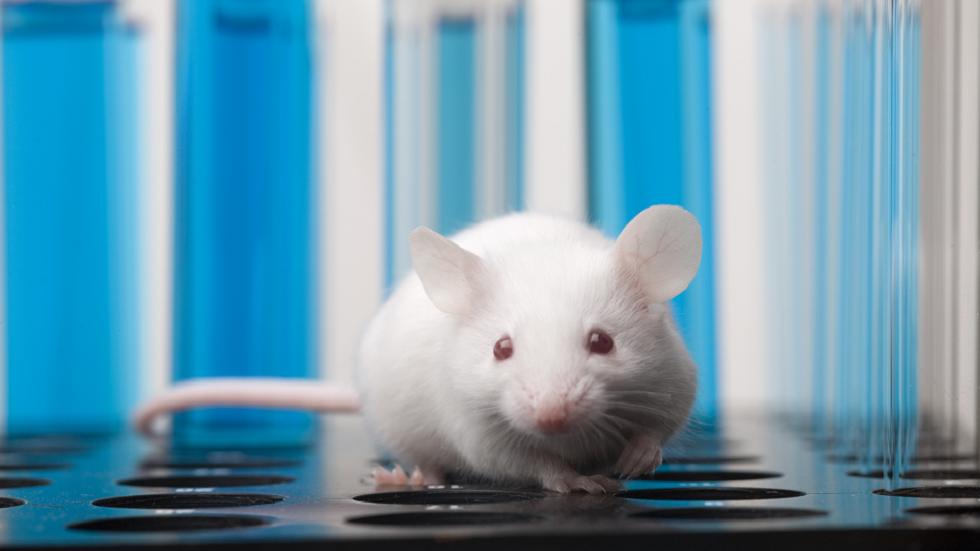 مشكلة كبيرة تتعلق بكيفية تعاملنا مع فئران التجارب قد تؤثر على نتائج الدراسة!