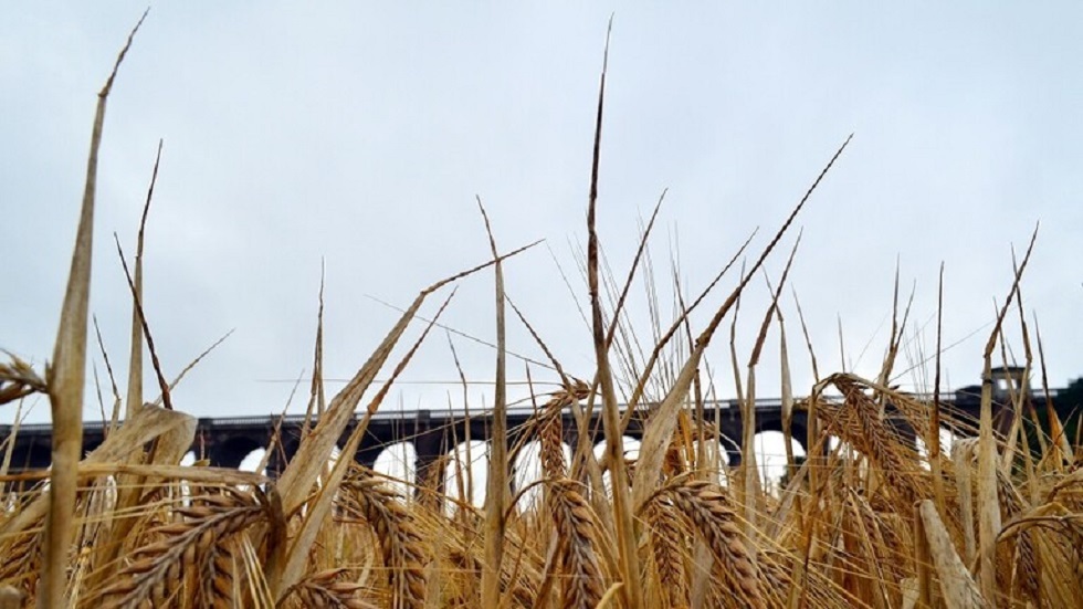 الهند تحظر تصدير القمح خوفا من تعرض أمنها الغذائي للخطر في ظل ارتفاع أسعاره عالميا
