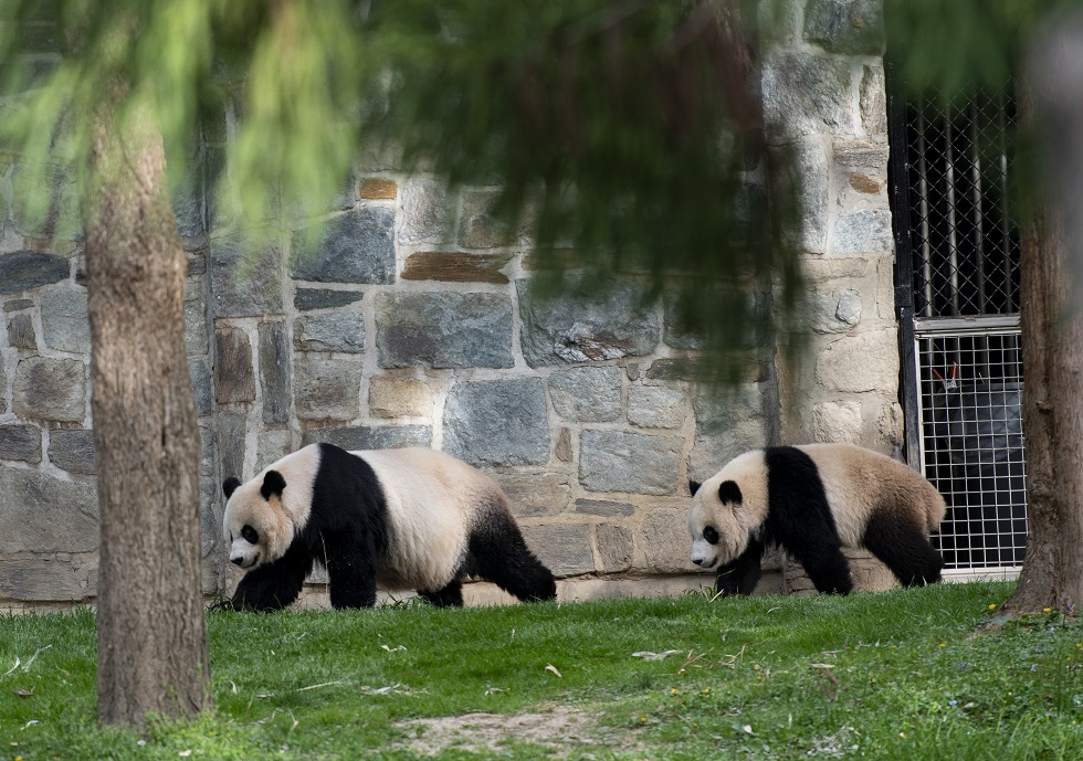 تكنولوجيا ذكية تنقذ حيوانات الباندا العملاقة في الصين