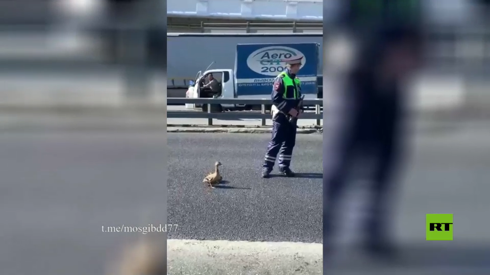بالفيديو.. شرطة مرور موسكو تساعد البط