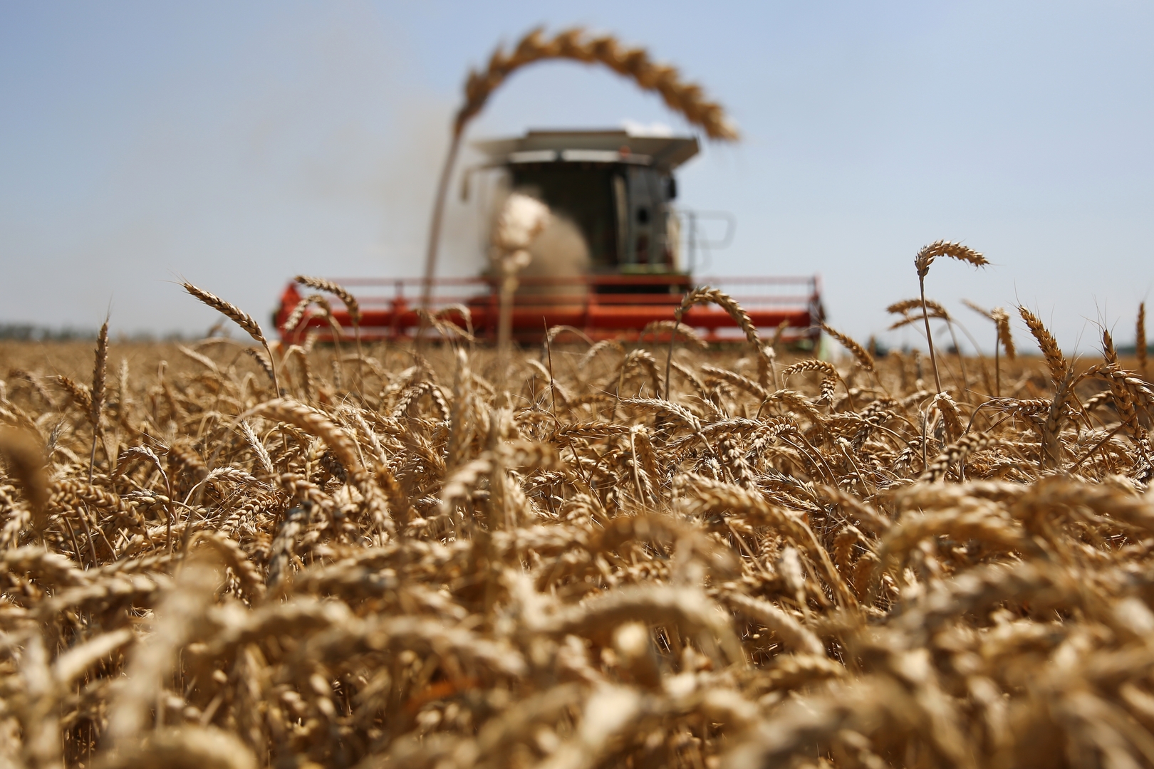 دولة عربية من كبار المشترين.. وزير الاقتصاد: روسيا زادت صادرات القمح في 2022 رغم العقوبات