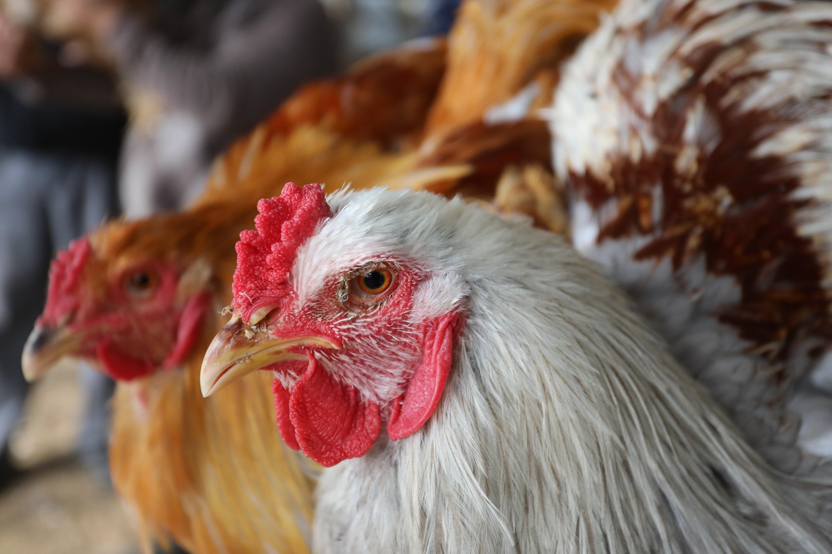 ماليزيا توقف صادرات الدجاج
