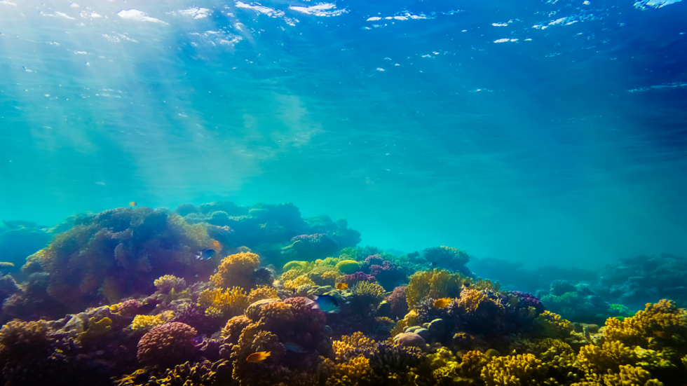 هل يمكن استخدام مرجان البحر لعلاج السرطان؟.. اكتشاف هام قد يثبت ذلك!