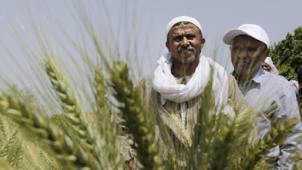 خبير مصري يتحدث لـ RT عن خطط حكومية لتحقيق اكتفاء من القمح