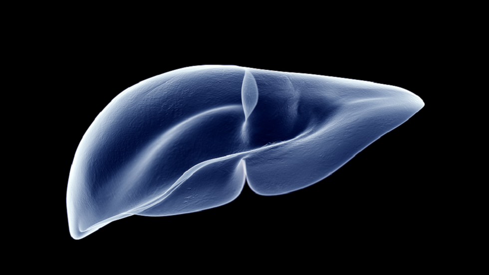 اختراق في زراعة الأعضاء يُظهر أن الكبد البشري يبقى حيا خارج الجسم عدة أيام!