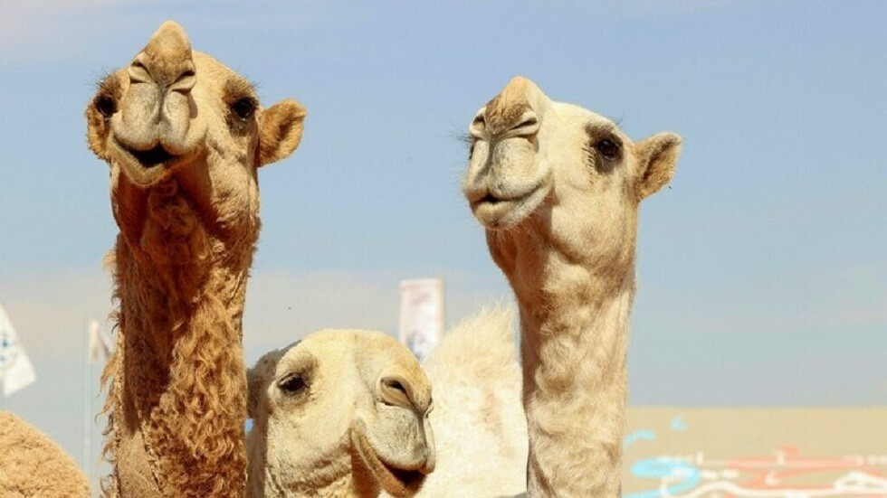 مصر.. بقعة زيت نفطي تقتل 15 من الإبل في مرسى مطروح (فيديو)