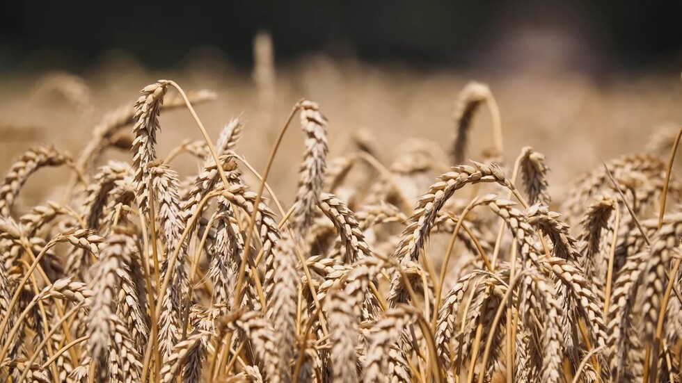 السنغال تدعو إلى رفع العقوبات الغربية المفروضة على صادرات الحبوب