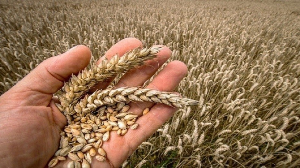 خبير مصري يكشف سبب رفض القاهرة للقمح الهندي