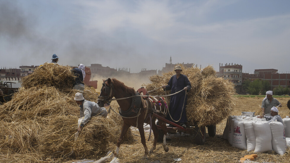 وزير التموين المصري يوجه بحصر الأراضي المزروعة بالقمح