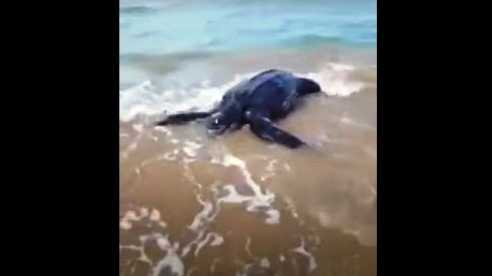 المغرب.. خروج سلحفاة ضخمة على شاطئ "ميامي" شمال المملكة (فيديو)