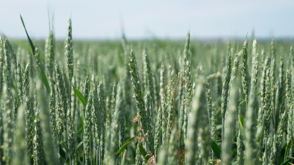 بوليتيكو: واشنطن لن تخفف عقوباتها ضد موسكو مقابل استئناف صادرات الحبوب من أوكرانيا