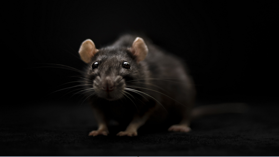 العثور على فيروس كورونا جديد منتشر بين القوارض في السويد!