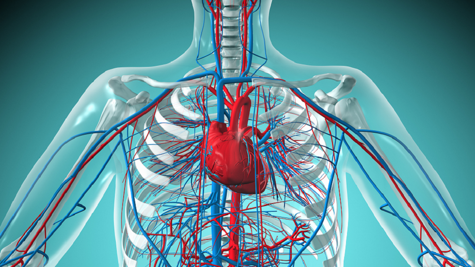 دراسة: السمنة يمكن أن تدفع القلوب للفشل وإضعاف بنيتها!