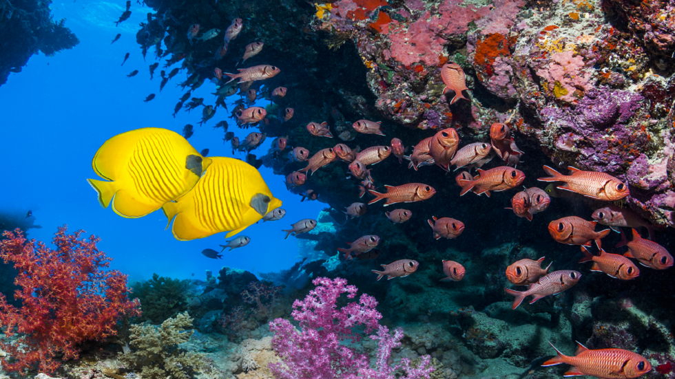 هل البحر الأحمر 