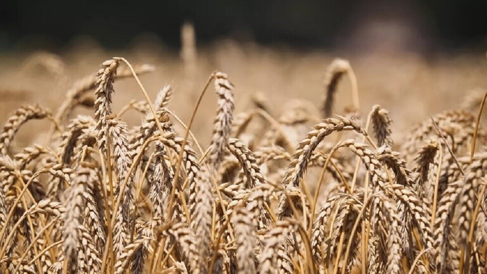 بوتين: محصول الحبوب في روسيا في العام الحالي قد يتجاوز 130 مليون طن