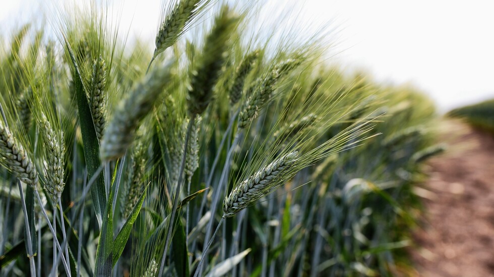 روغوزين يتهم أوكرانيا والغرب بالتسبب في الجوع بالعالم