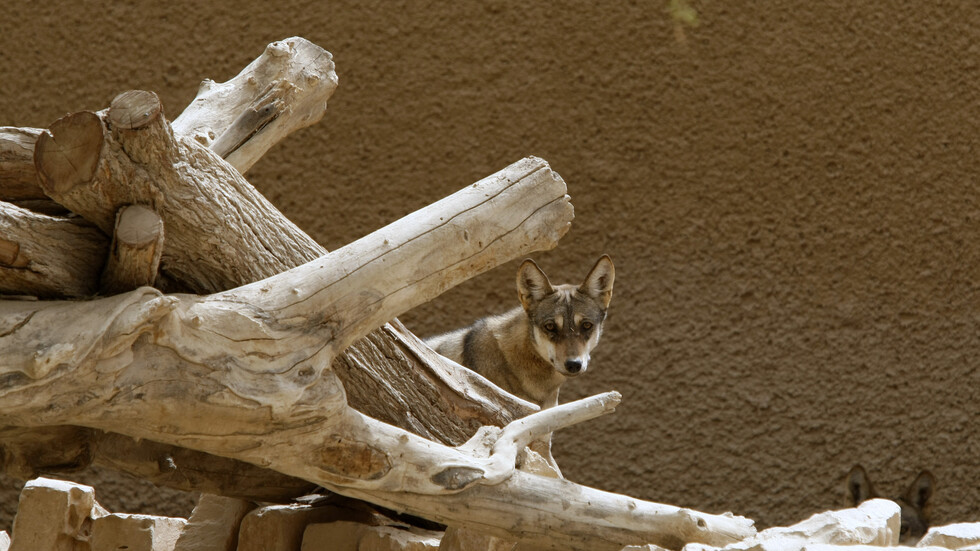 مقطع فيديو لقطيع من الذئاب يتجول على قمة جبل طويق في السعودية يثير تفاعلا بمواقع التواصل (فيديو)