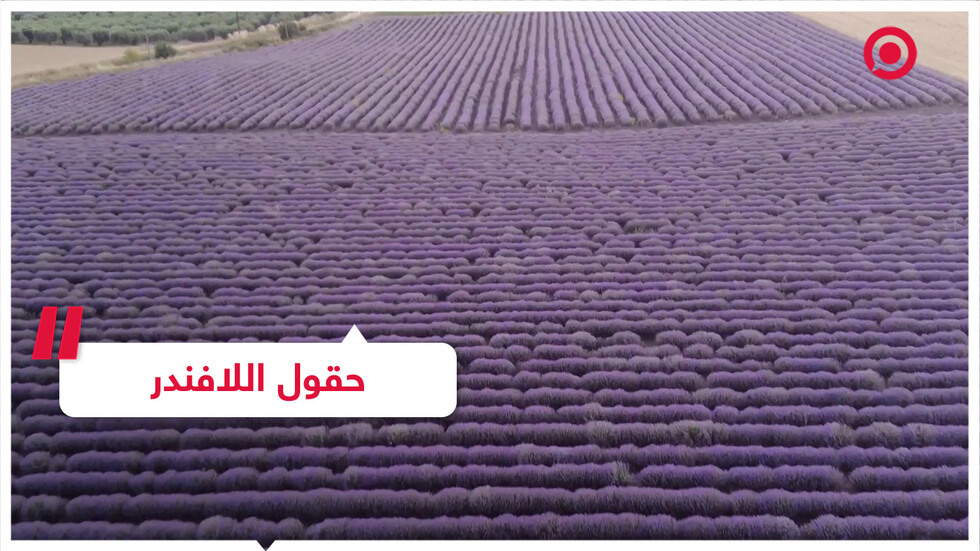 حقول أرجوانية على مد البصر