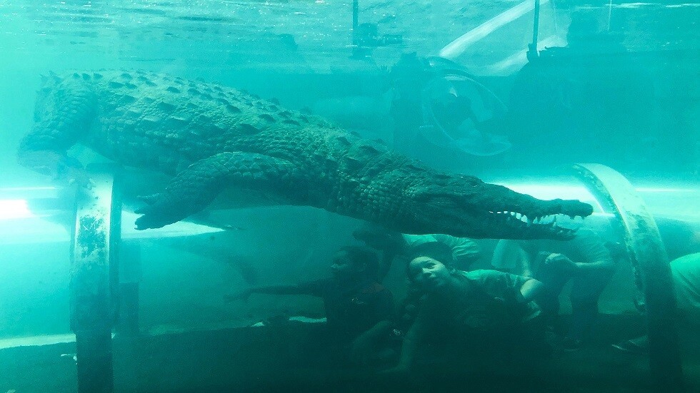 السعودية.. تمساح أبيض نادر يخطف أنظار زوار "جدة جنغل"