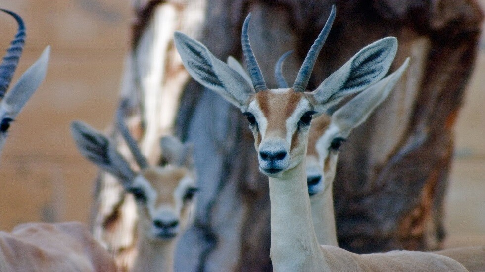 الجوع يفتك بغزلان الريم في العراق