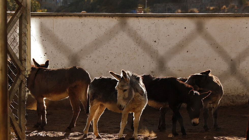 جنوب إفريقيا إجراءات مشددة لحماية الحمير من الصينيين