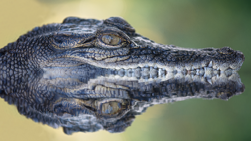 هل يمكن أن تخفي التماسيح سرا للبشر للعيش حتى 150 عاما؟