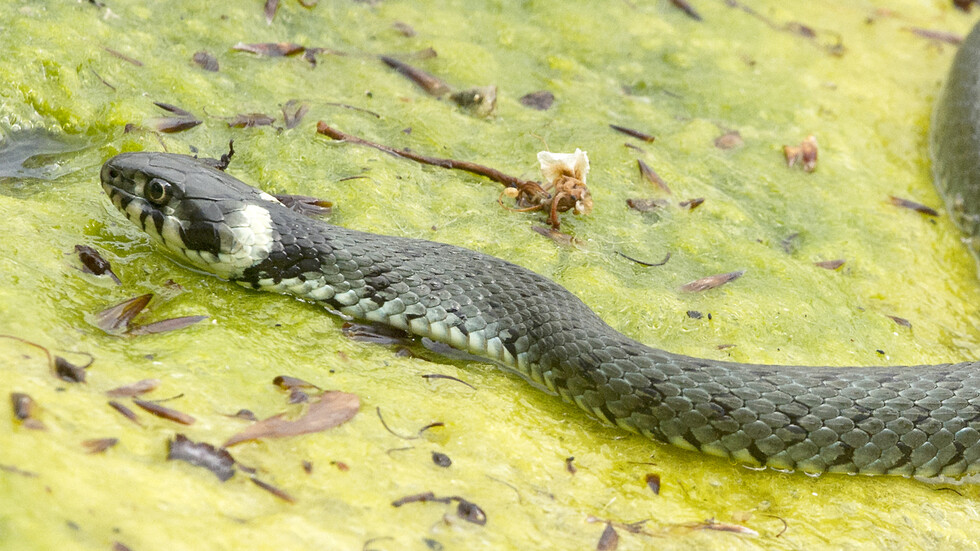 إصابة تقود الشرطة الألمانية إلى مزرعة فيها أكثر من 100 أفعى خطيرة