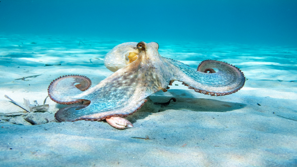 دراسة تكشف عن اشتراك الأخطبوط مع البشر بصفات جينية!