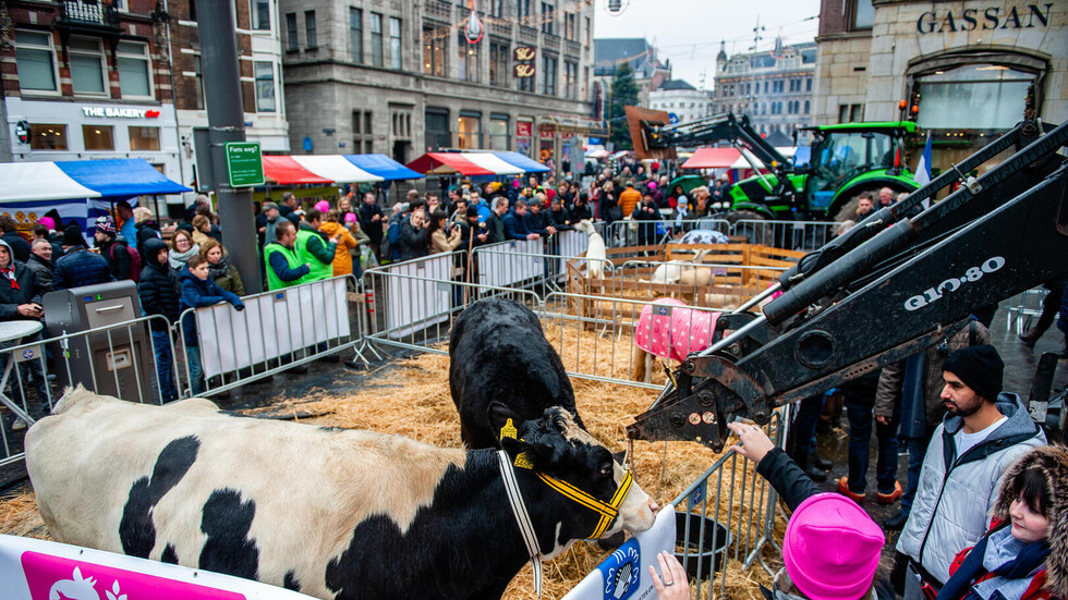 هولندا.. مزارعون يهددون بنحر أبقار على أبواب برلمان بلادهم