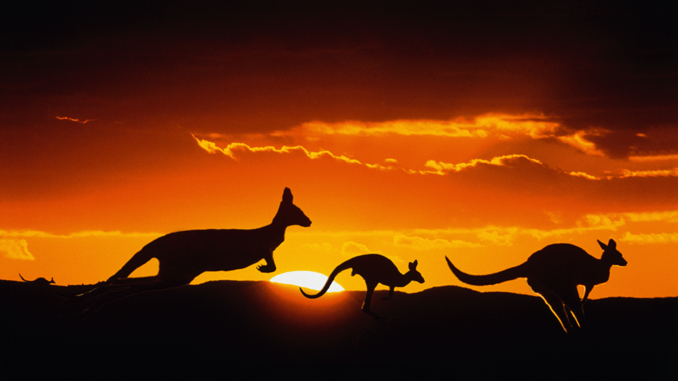 كنغر عملاق غريب جاب بابوا غينيا الجديدة قبل 50 ألف عام!